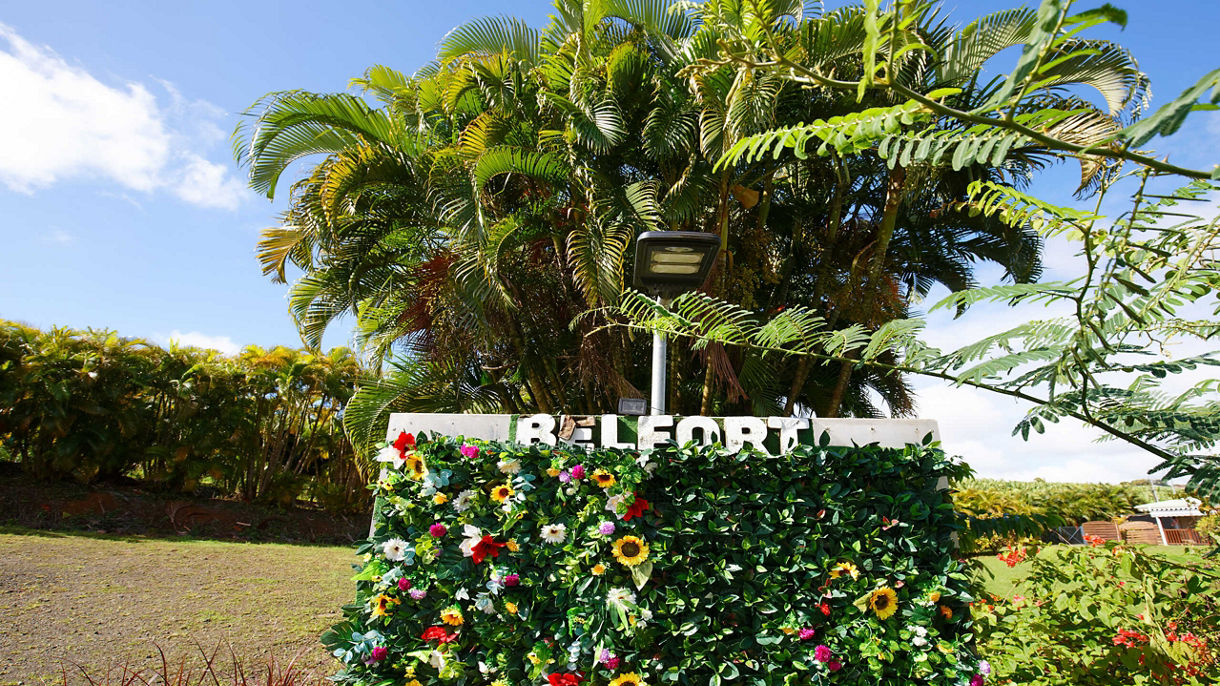 Local Connections: Belfort Plantation House & Clement Rum Tasting  with Cultural Expert