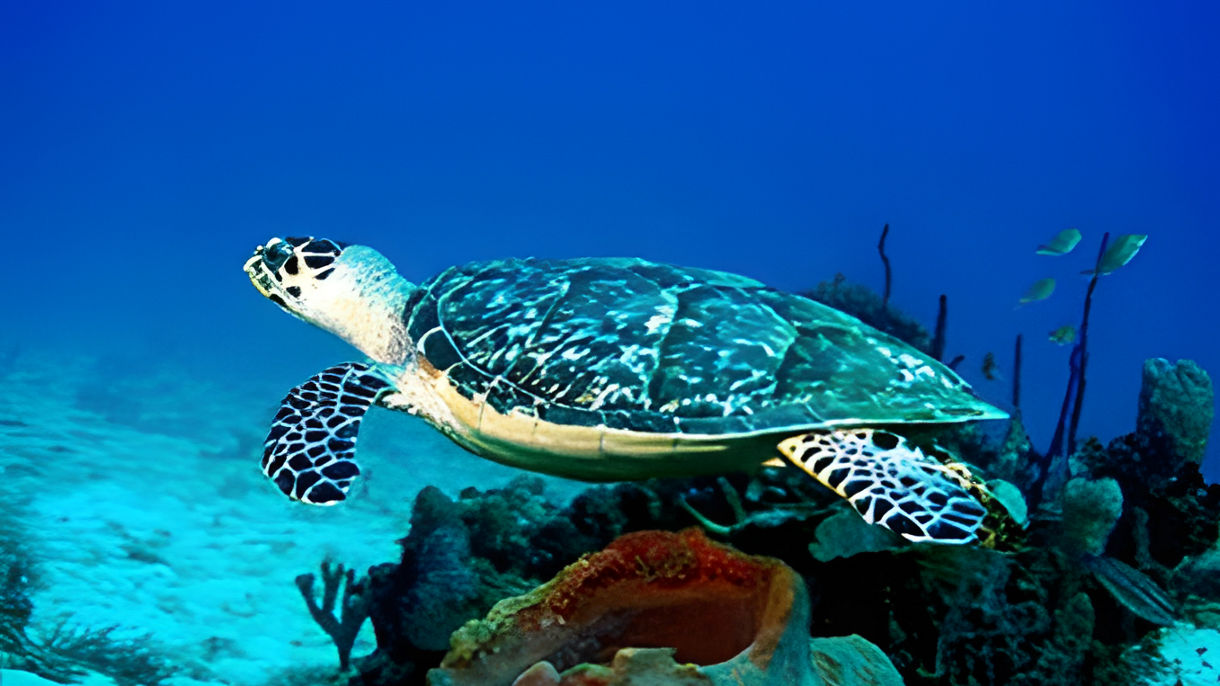 Catamaran Cruise, Grand Anse Beach & Swim