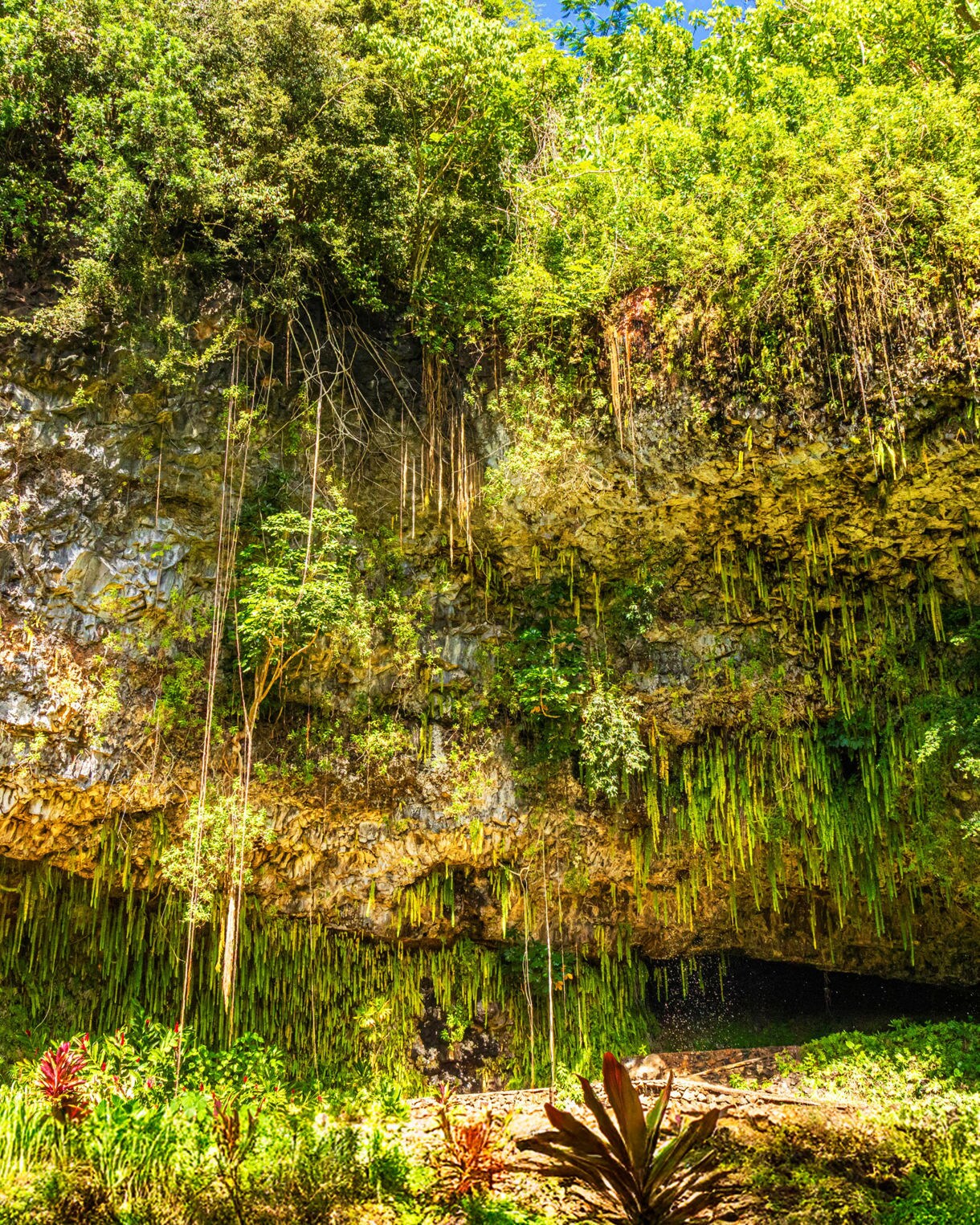 Sunlit view of Fern Grotto on Kauai, featuring dense green ferns hanging from rocky cliffs surrounded by tropical vegetation.