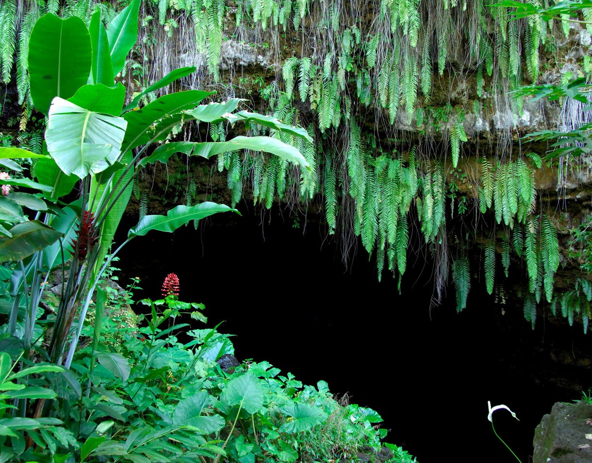 Dense tropical plants and long hanging ferns surround the dark opening of a cave in a lush Tahitian forest.
