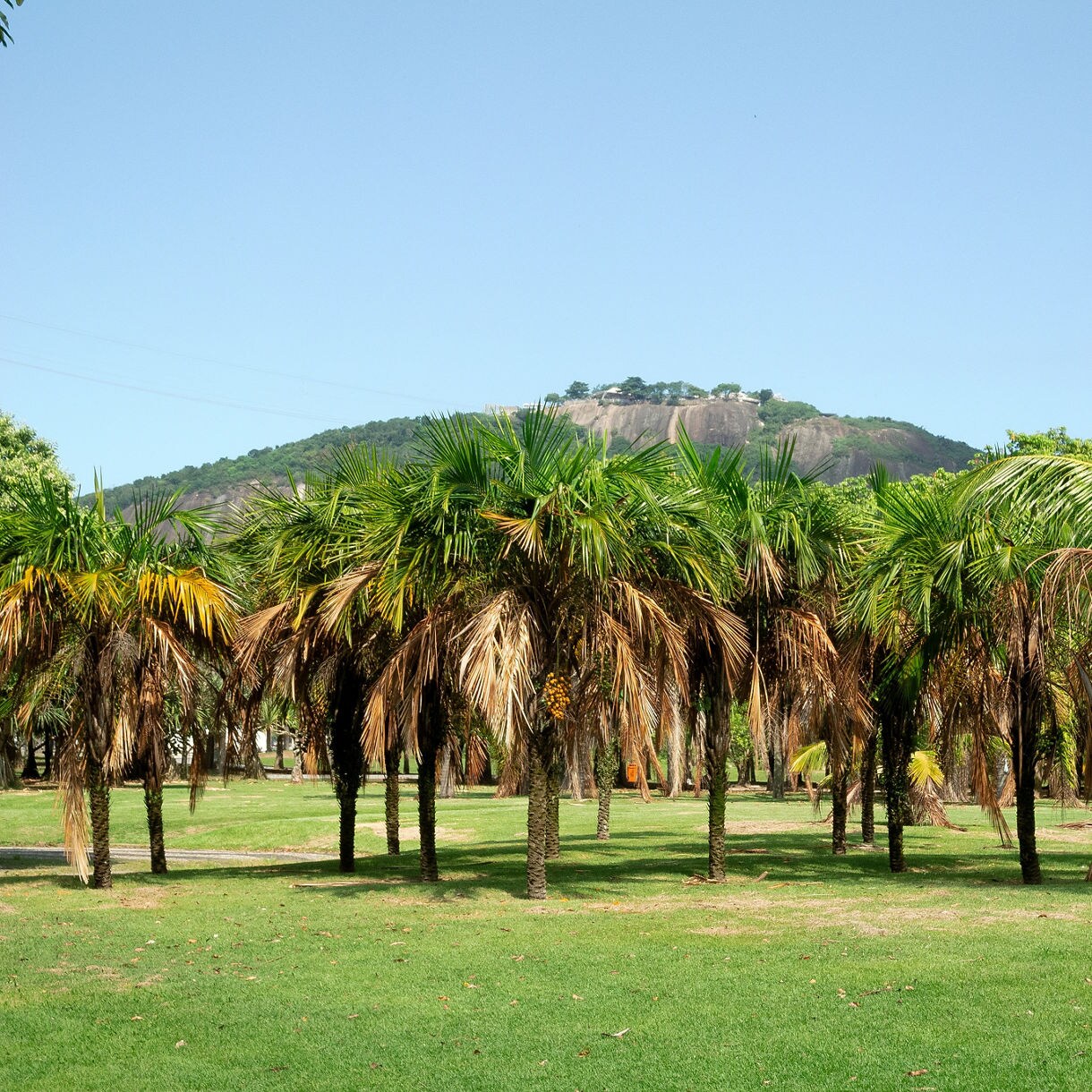 Palm trees scattered across a bright green lawn in Flamengo Park with a rocky, forested hill visible under a clear blue sky.
