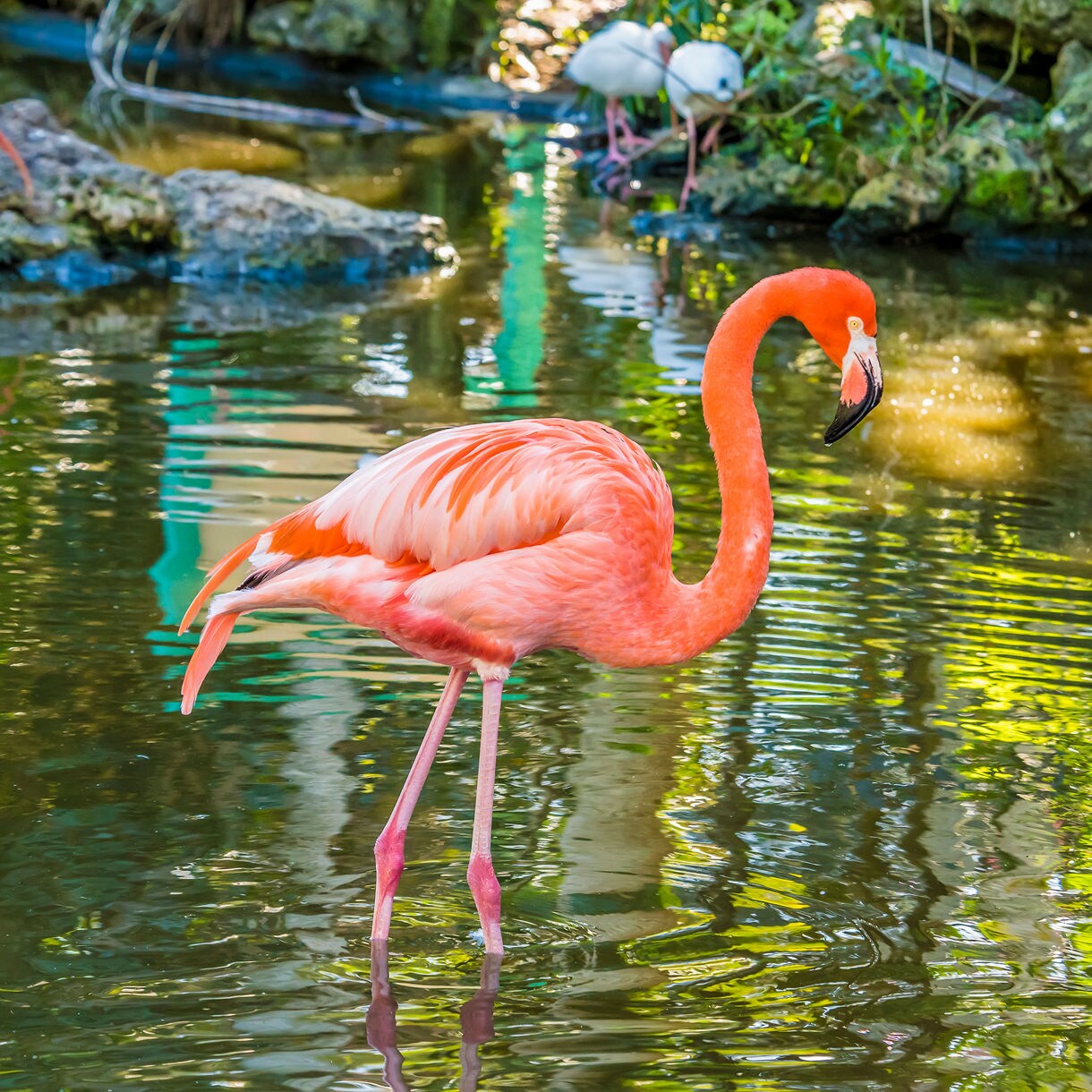 Bright pink flamingo standing in shallow reflective water at Flamingo Gardens, with white ibises and greenery in the background.