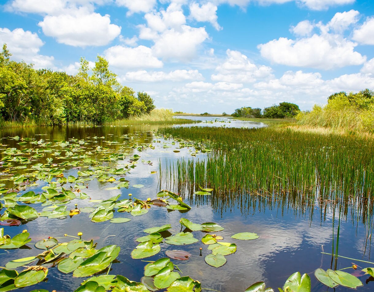 Scenic view of the Florida Everglades with calm water, lily pads, tall grasses and green vegetation under a bright blue sky with fluffy clouds.