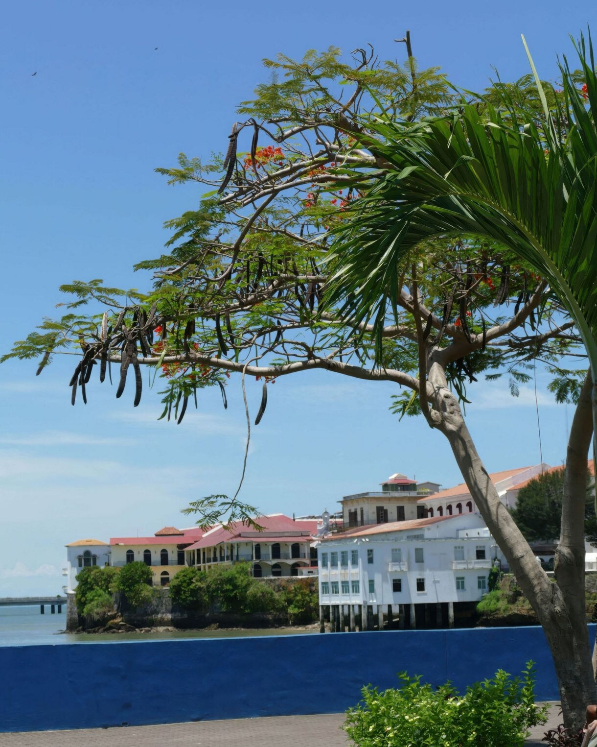Coastal colonial buildings with red and yellow rooftops seen through branches of a flowering tree and palm fronds in the foreground.