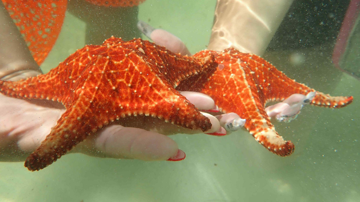Stingray Sandbar, Star Fish Point, Beach & Lunch