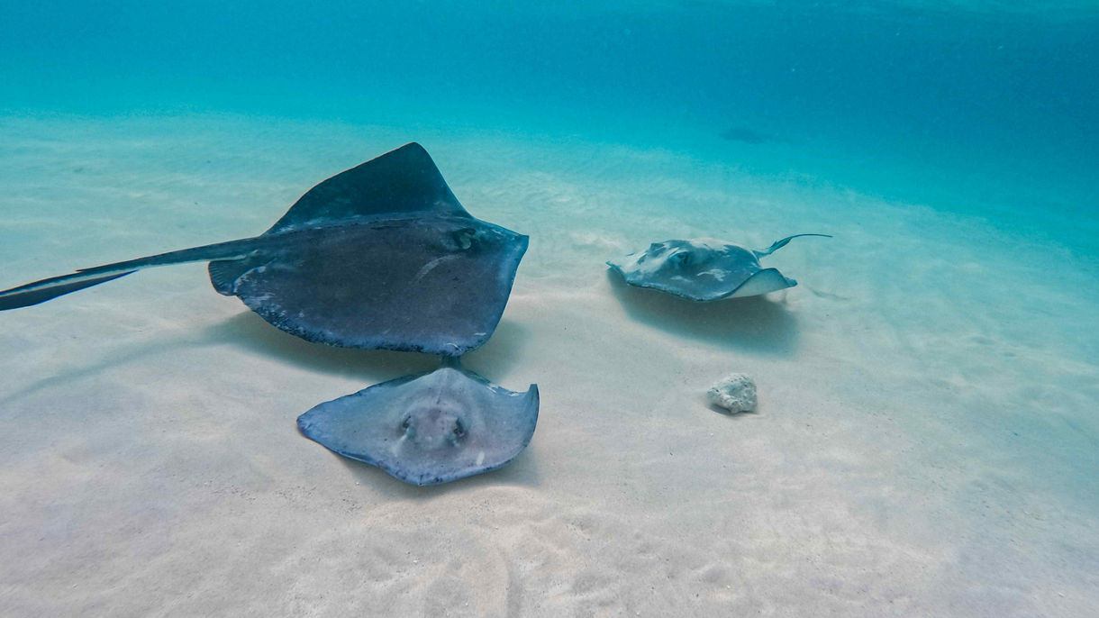 Stingray Sandbar, Star Fish Point, Beach & Lunch