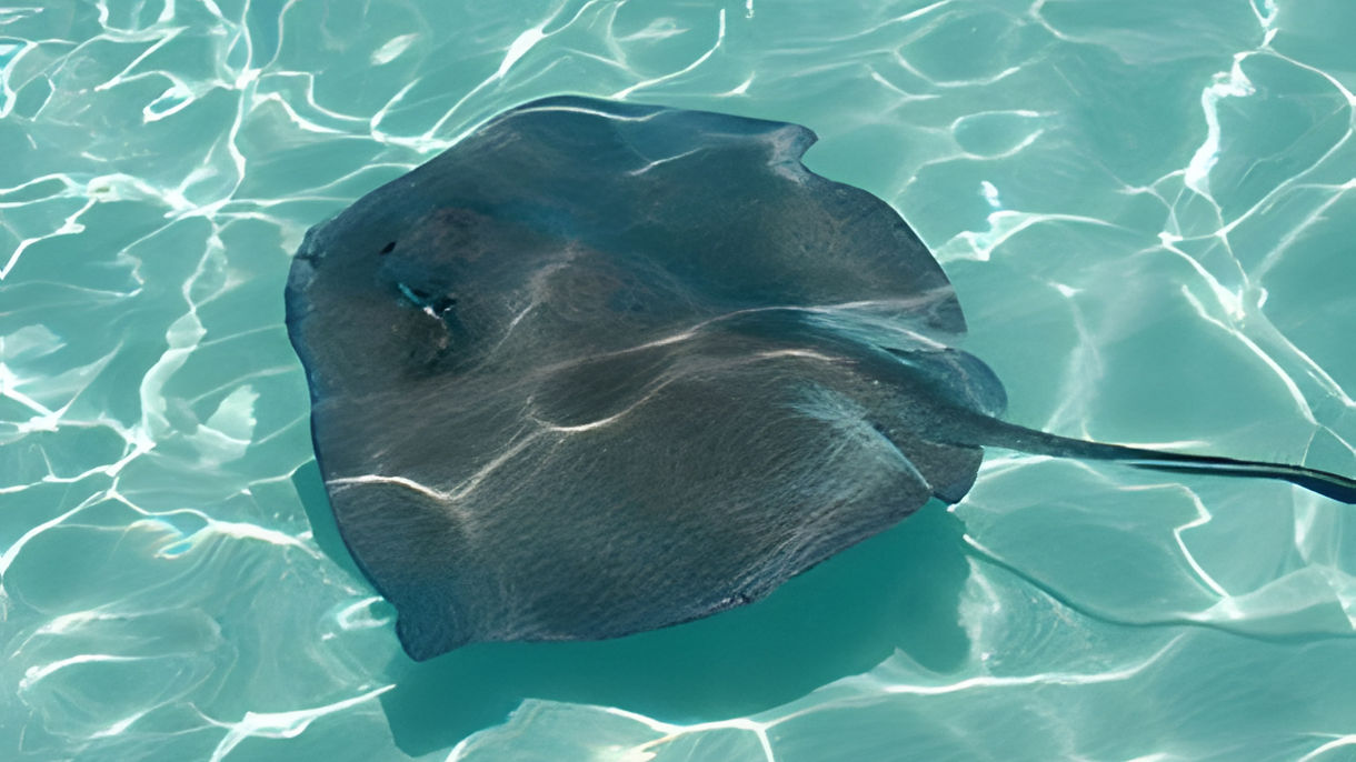 Sensational Stingray Swim