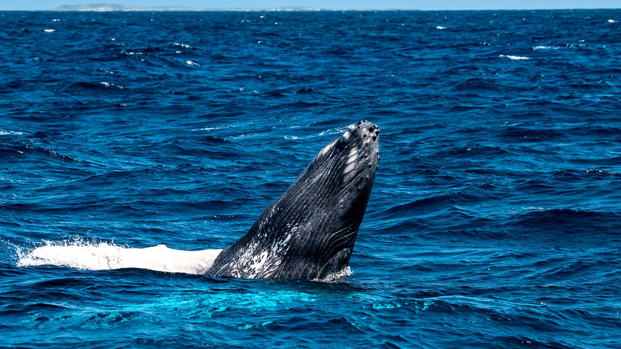 Whale Watching Adventure