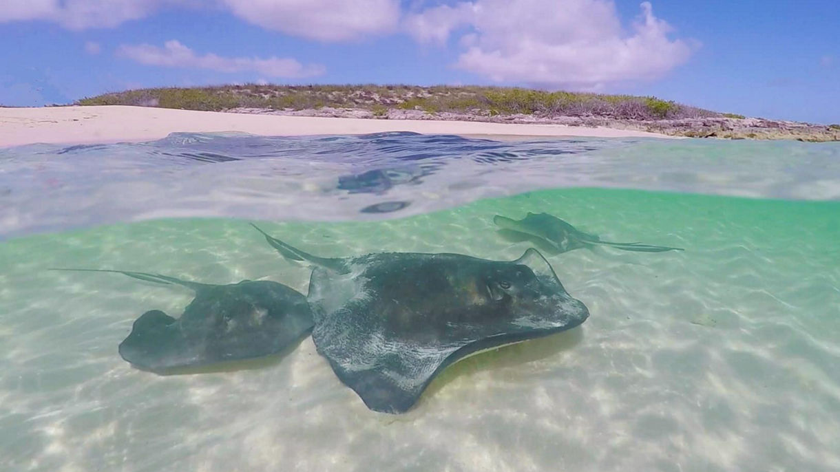 Snorkeling & Stingray Adventure