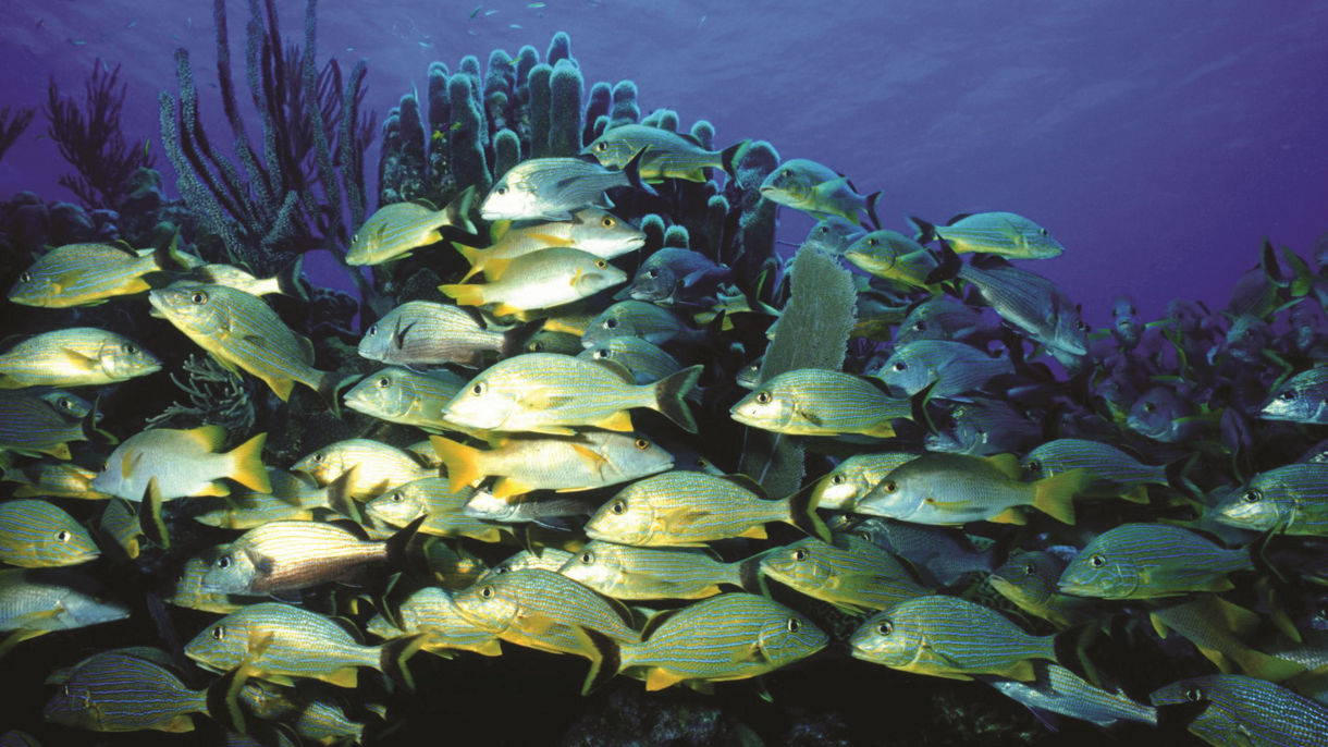 Horseshoe Reef & Round Cay Snorkel Adventure