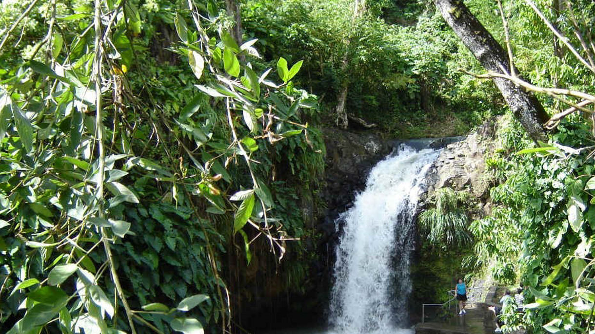 Best of Grenada: Grand Etang Park, Ft. Frederick & Annandale Falls