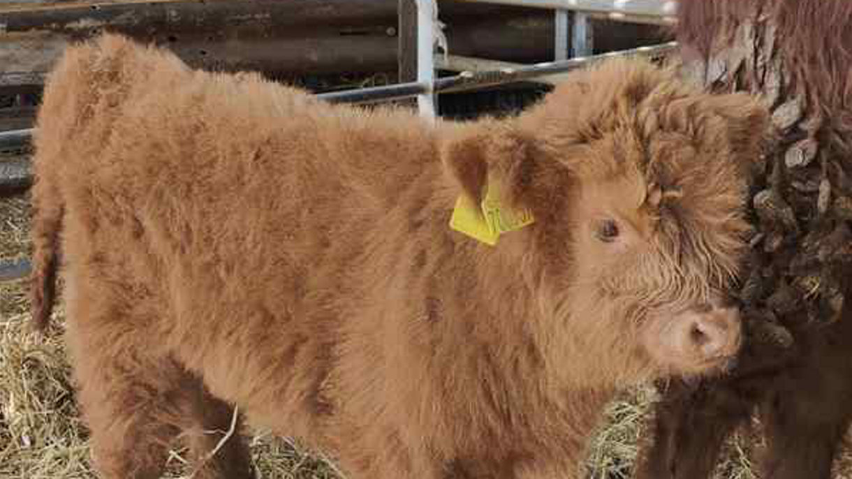 Highland Cow Encounter
