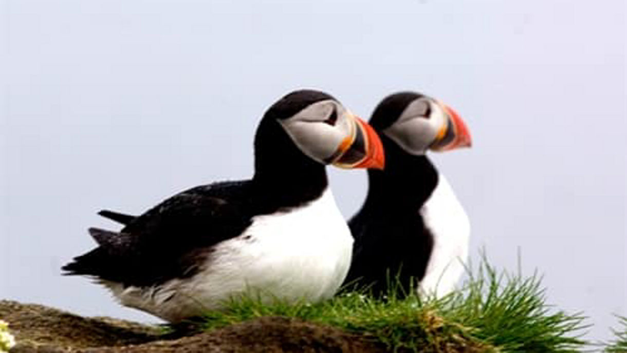 Puffin & Wildlife Boat Tour