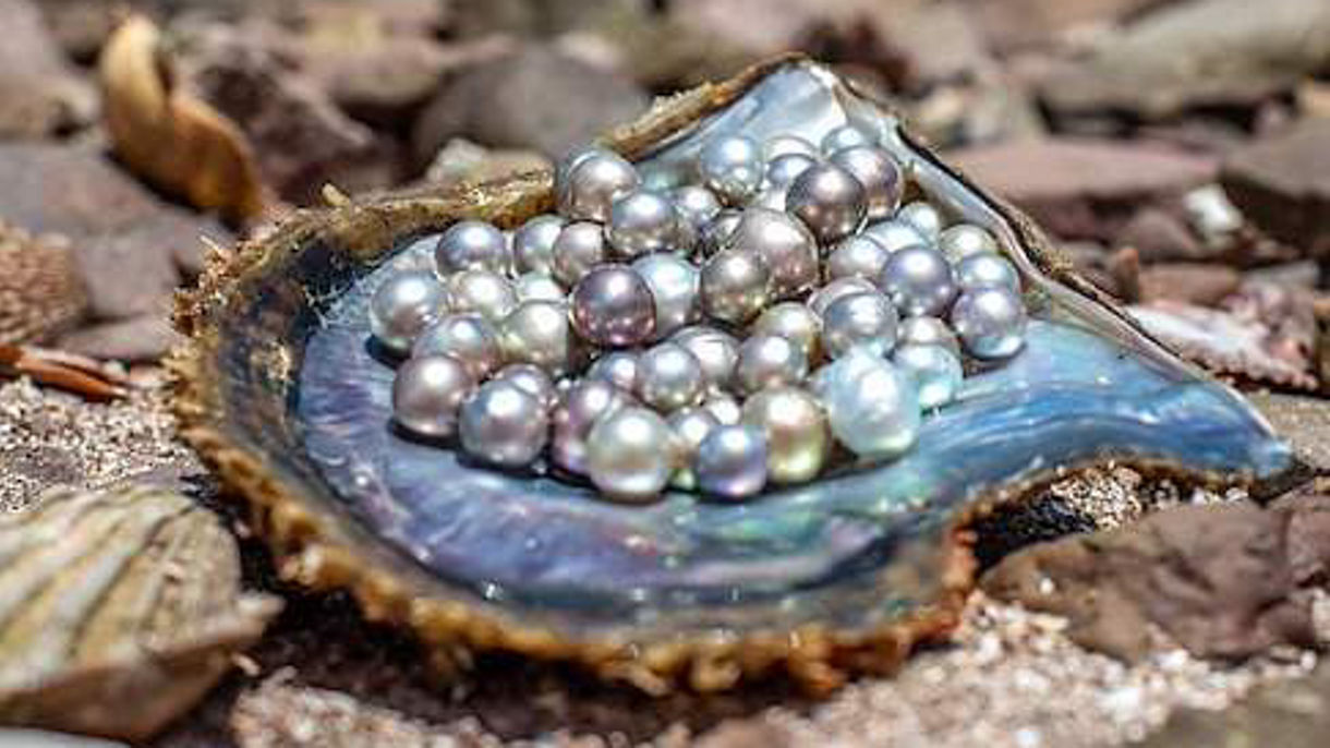 Guaymas Highlights and Pearl Farm