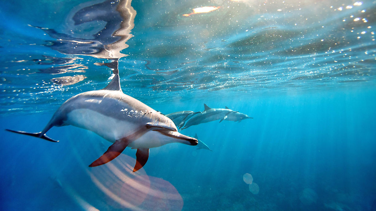 Mystic Energy, Dolphins & Ocean Views