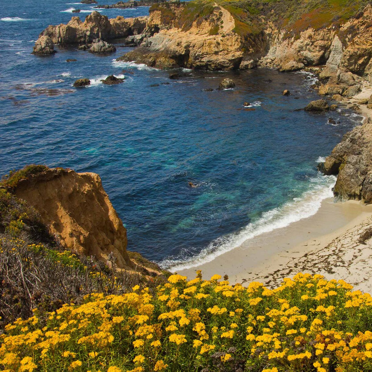 A breathtaking coastal view at Garrapata State Park, California, featuring a secluded sandy cove surrounded by dramatic rocky cliffs. Bright yellow wildflowers blanket the foreground, contrasting with the turquoise and deep blue ocean waters stretching toward the horizon
