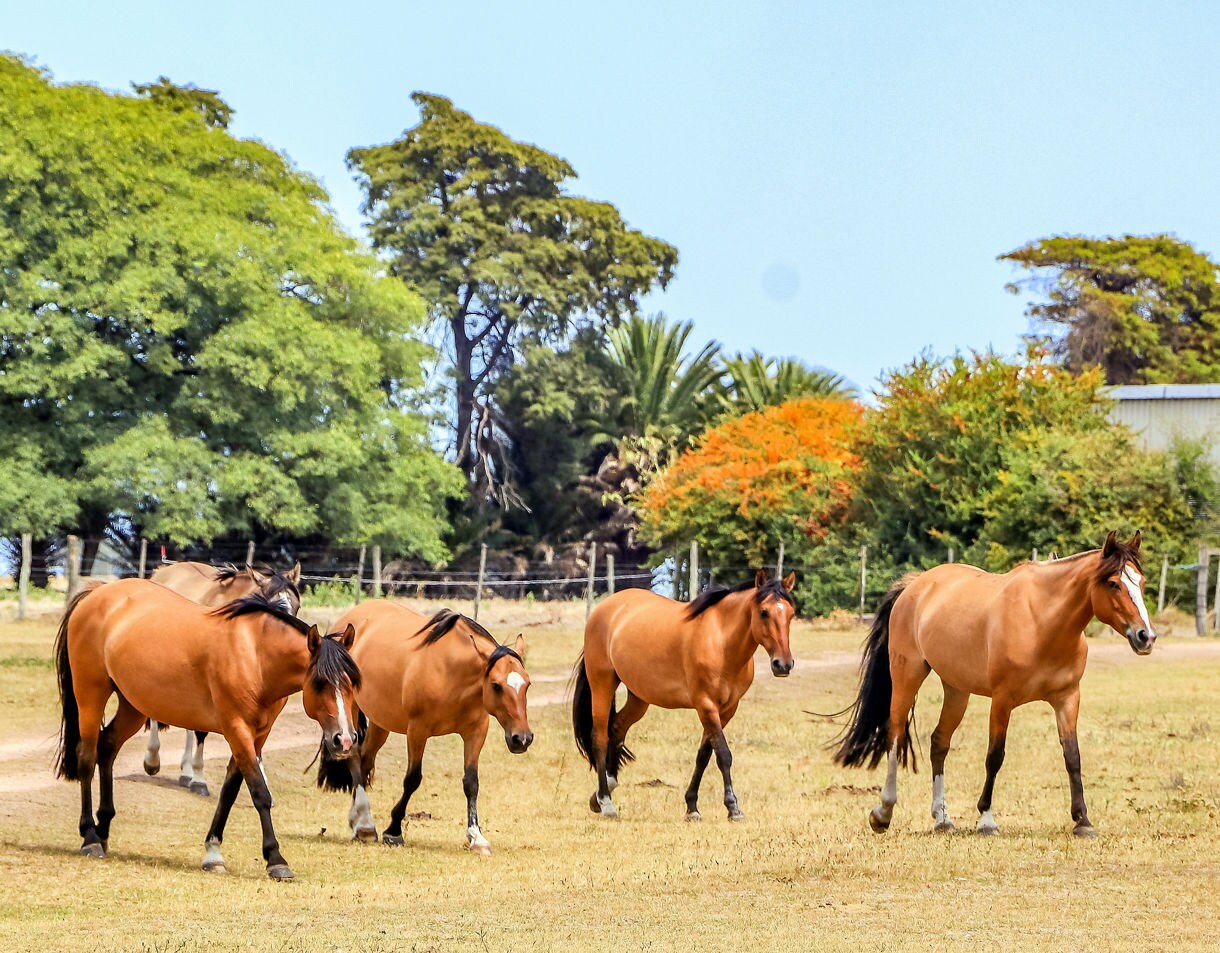 A small group of tan ranch horses with dark manes walking across a dry grassy field, with large leafy trees and colorful shrubs in the background.