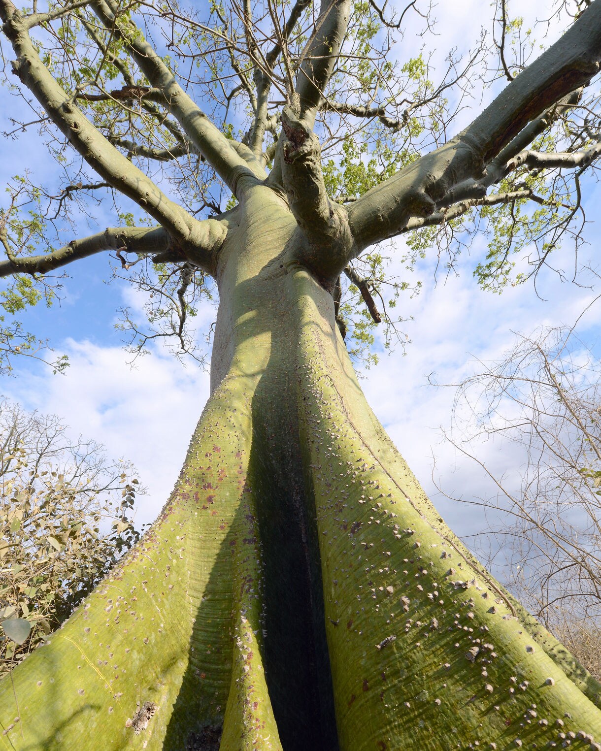 Upward view of a giant ceiba tree with a thick green trunk, spines along the bark, and wide branches spreading against a blue sky.
