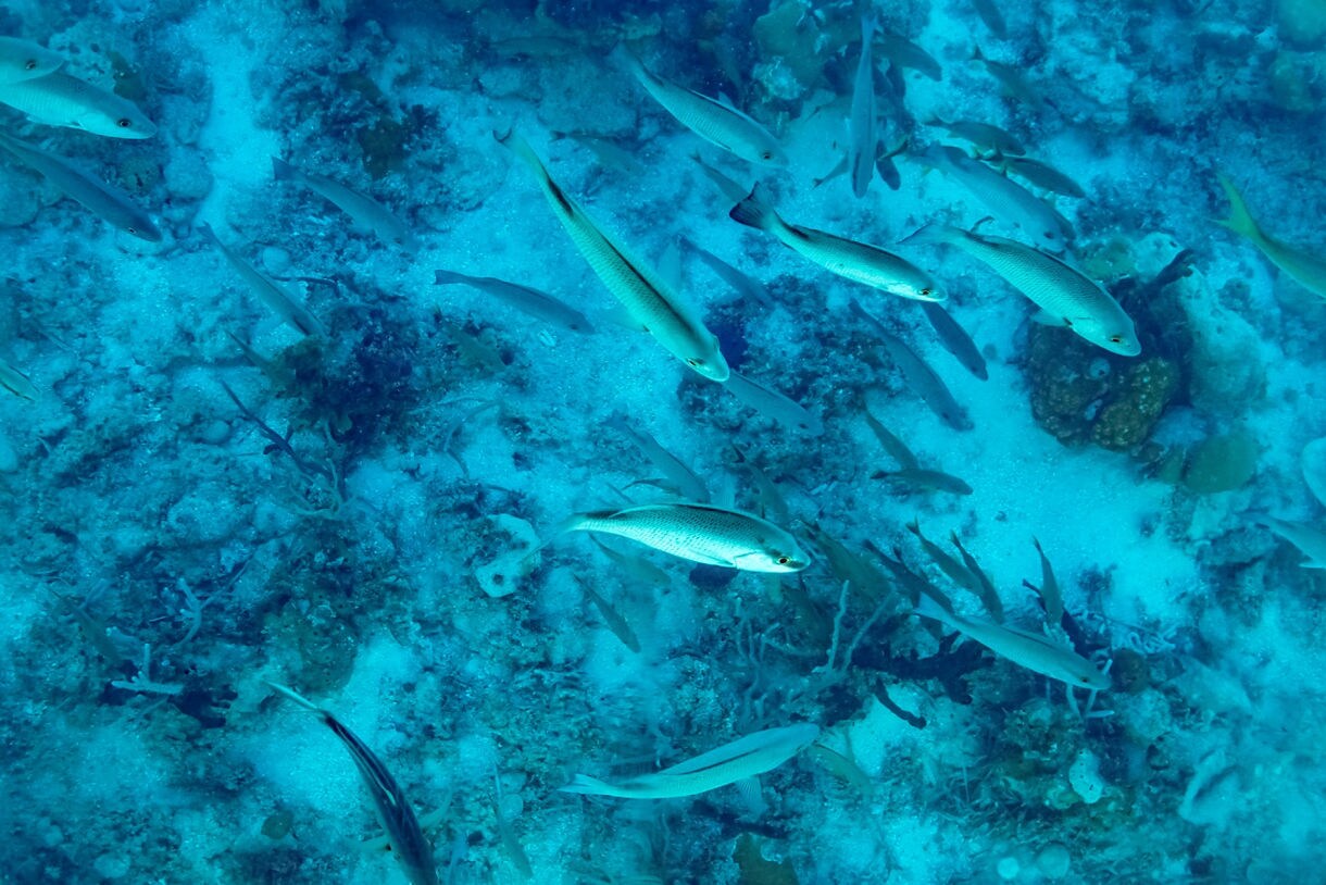 Underwater view of tropical fish swimming above coral and sandy seabed, seen through a glass-bottom boat.