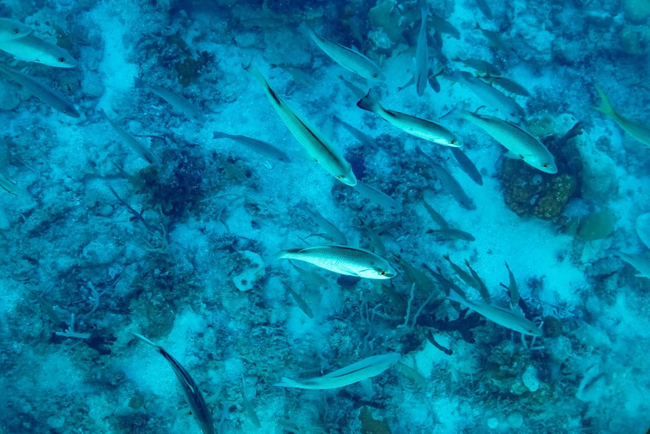 Underwater view of tropical fish swimming above coral and sandy seabed, seen through a glass-bottom boat.