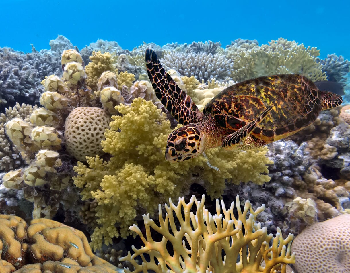 A green sea turtle swimming over colorful coral formations in the clear blue waters of the Great Barrier Reef.