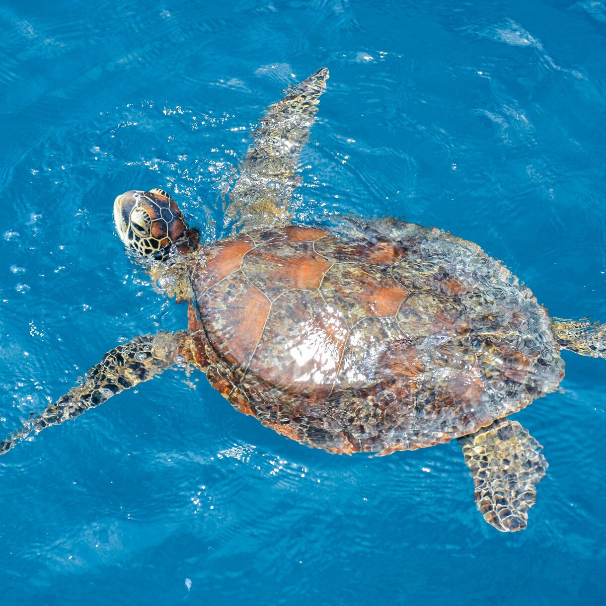Green sea turtle swimming at the ocean’s surface, its brown shell gleaming under bright blue water.