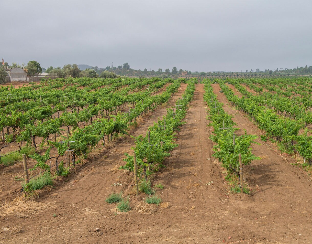 Rows of green grapevines stretching across the Guadalupe Valley under an overcast sky.