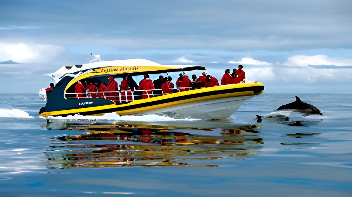 Tasman Island Wildlife Cruise