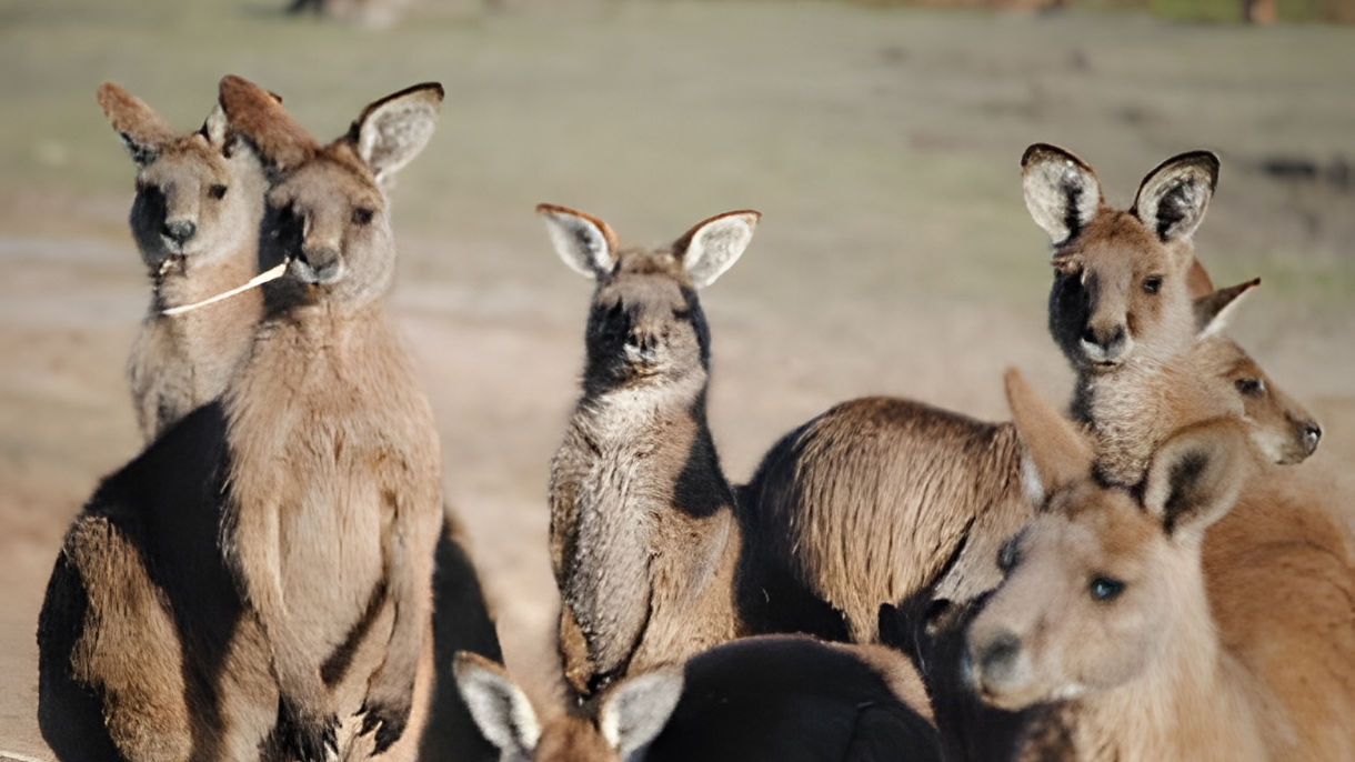Bonorong Wildlife Sanctuary