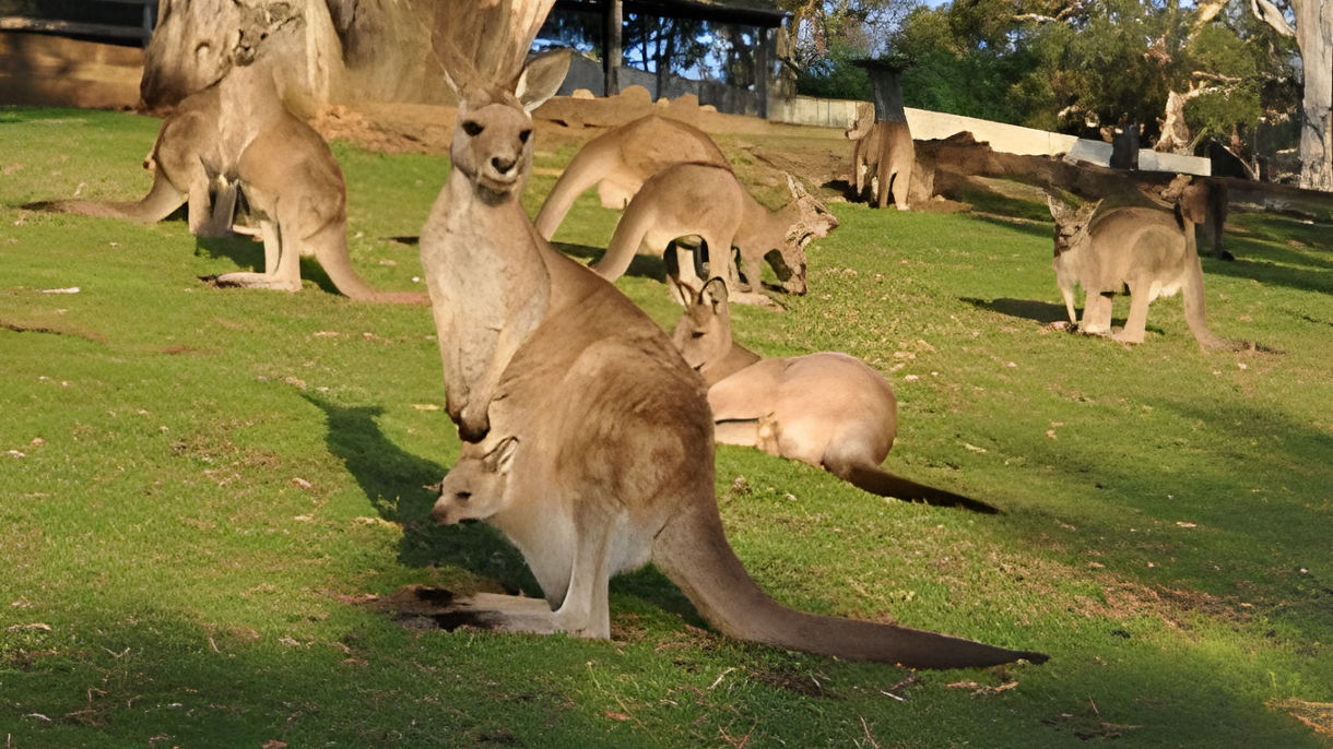 Bonorong Wildlife Sanctuary
