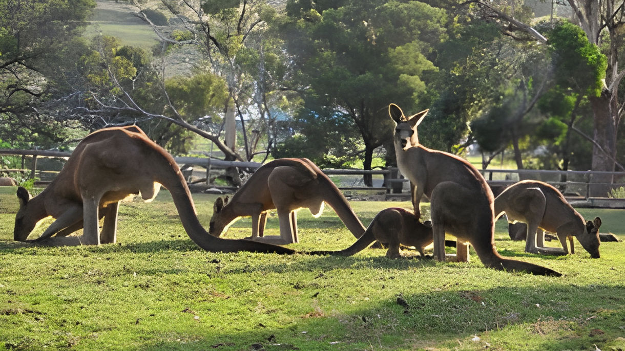 Best Of Hobart: Bonorong Wildlife Sanctuary & Historic Richmond