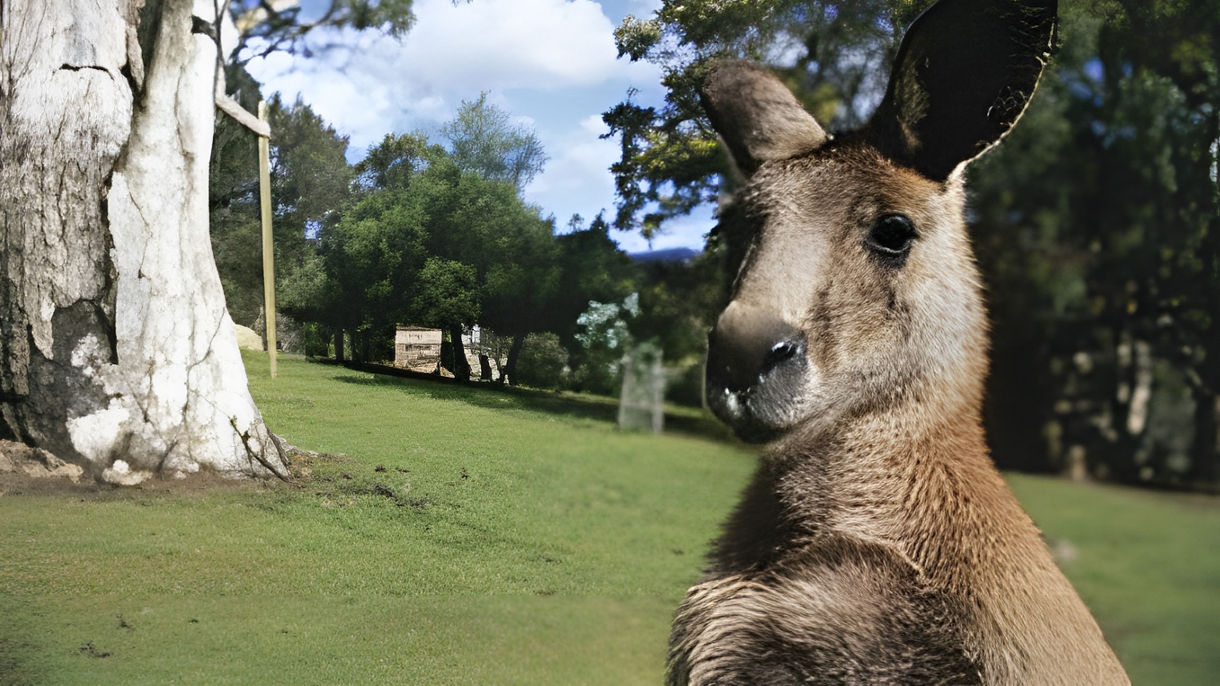Best Of Hobart: Bonorong Wildlife Sanctuary & Historic Richmond