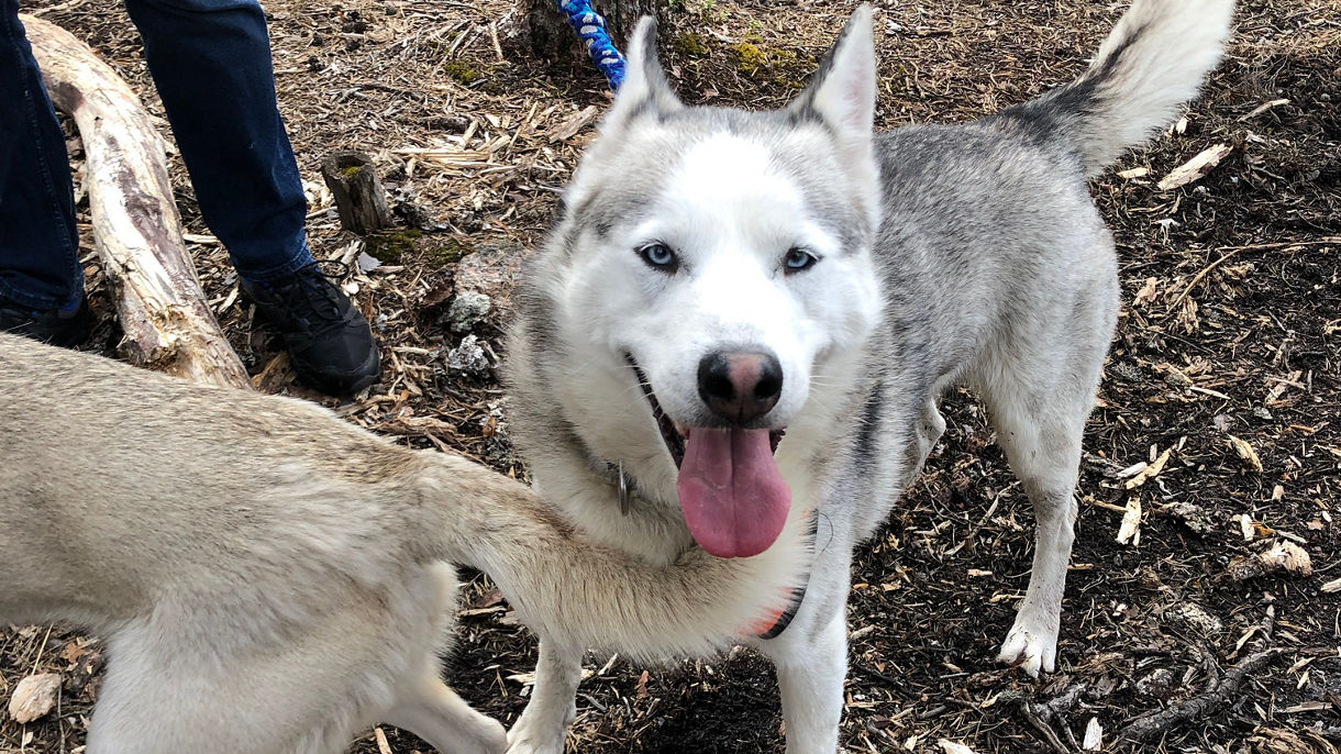 Forest Trekking with the Huskies