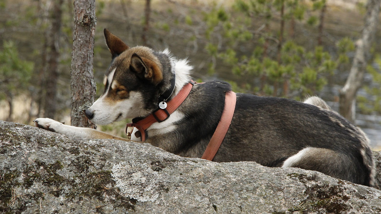 Forest Trekking with the Huskies