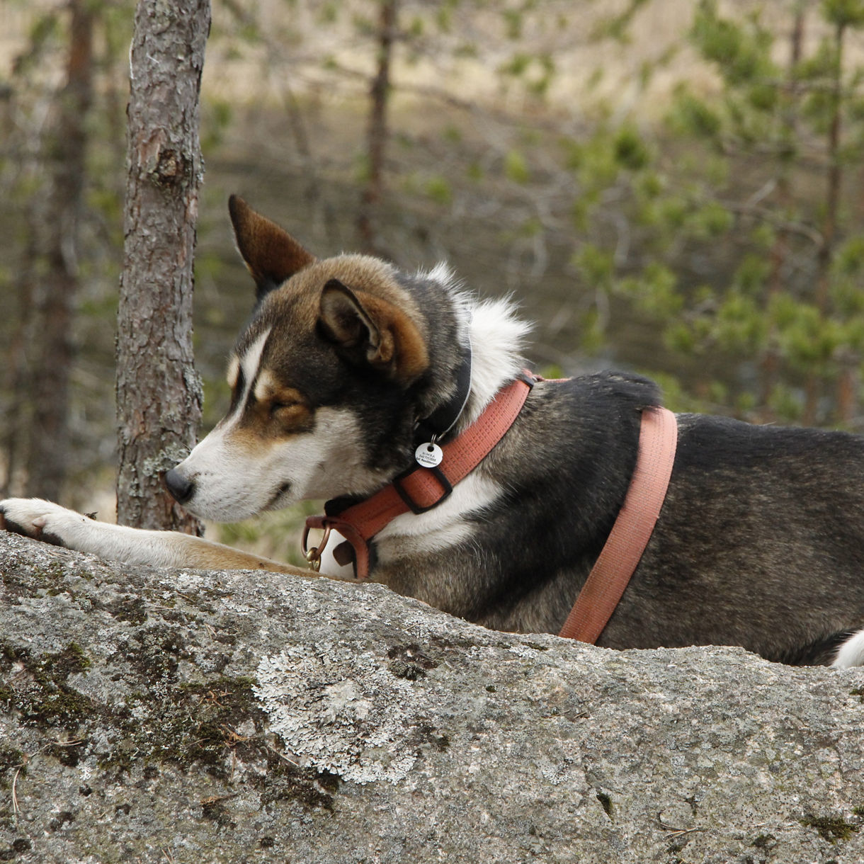 Forest Trekking with the Huskies