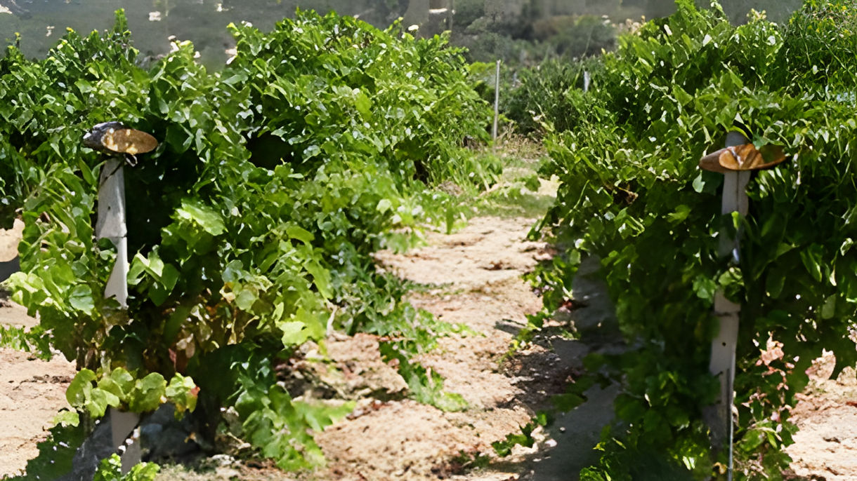 Knossos & Boutari Winery