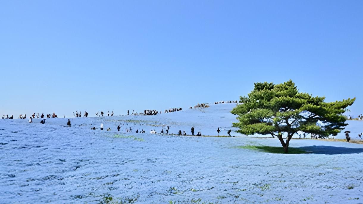 ひたち海浜公園と偕楽園(日本語ガイド)(Guided in Japanese)