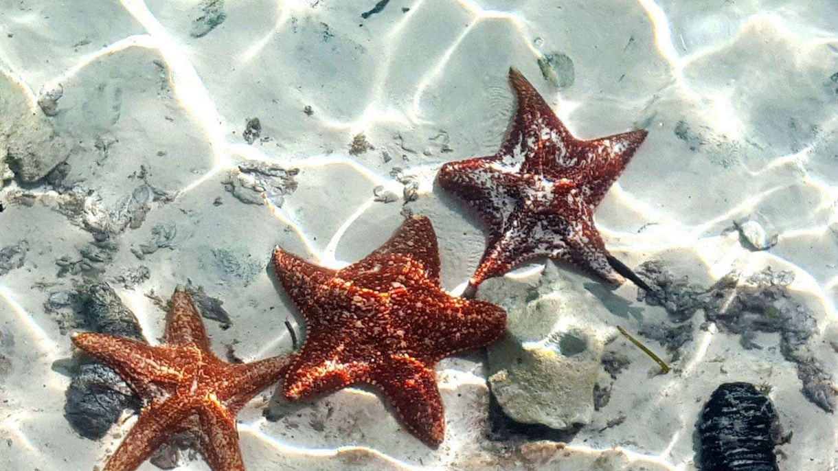 Coastal Discovery Cruise