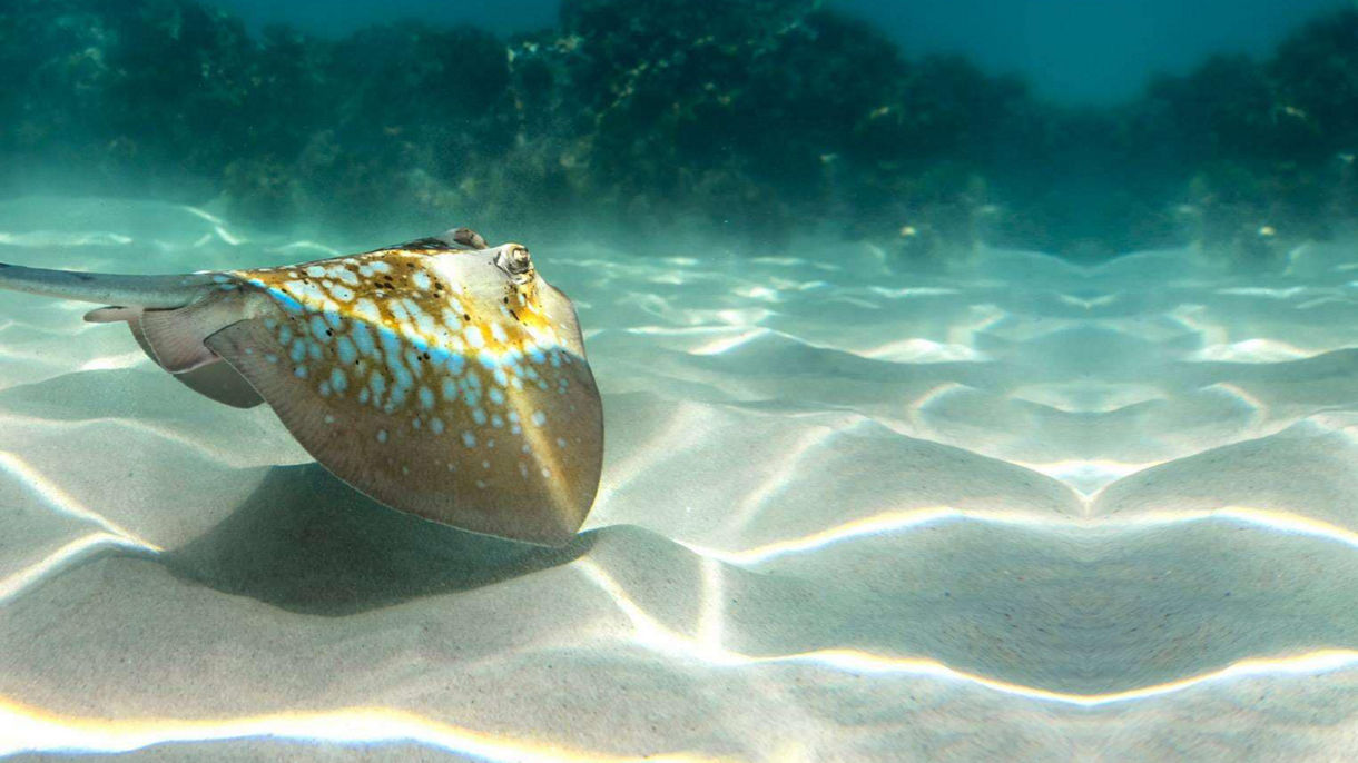 Stingray Adventure