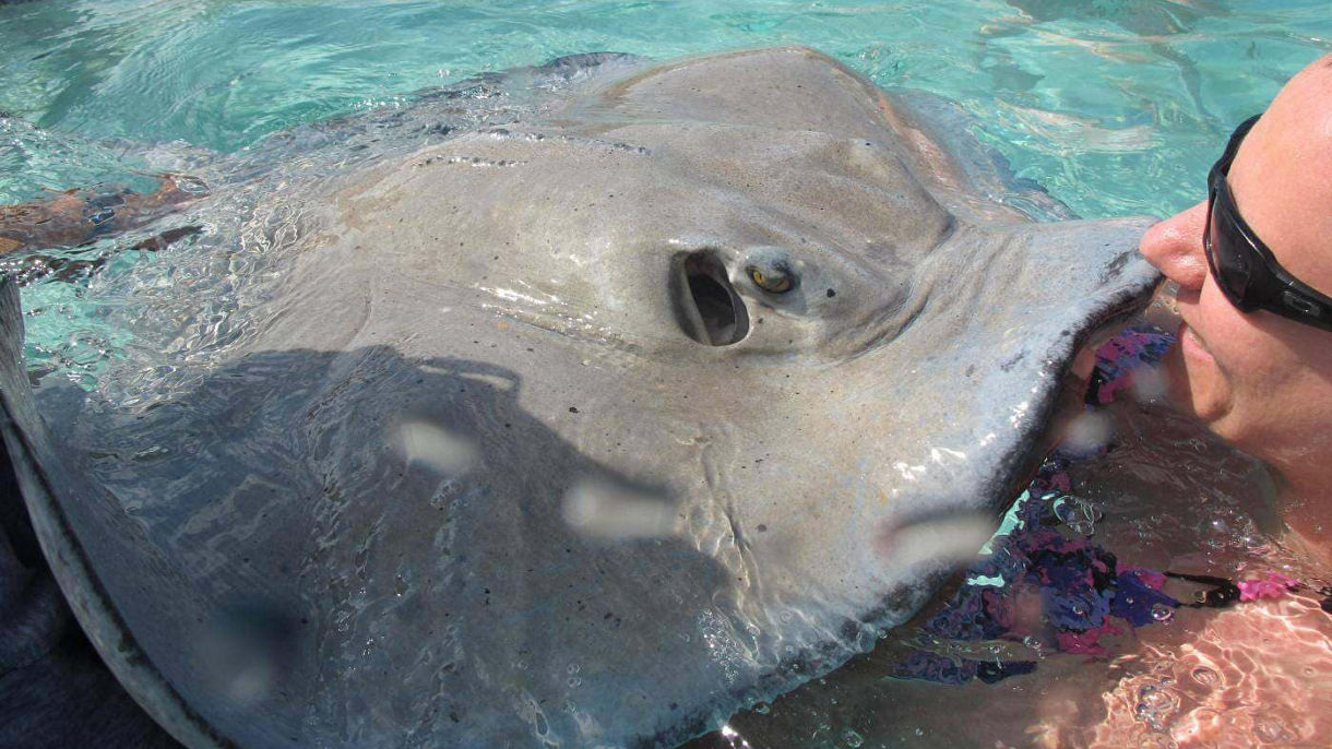 Stingray Adventure