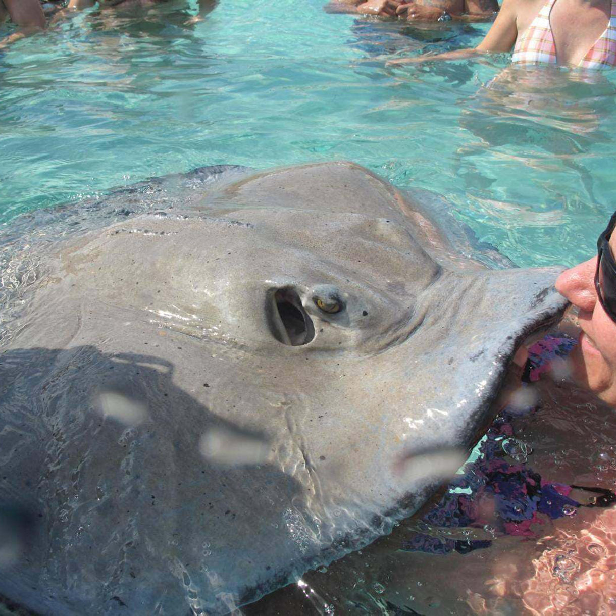 Stingray Adventure