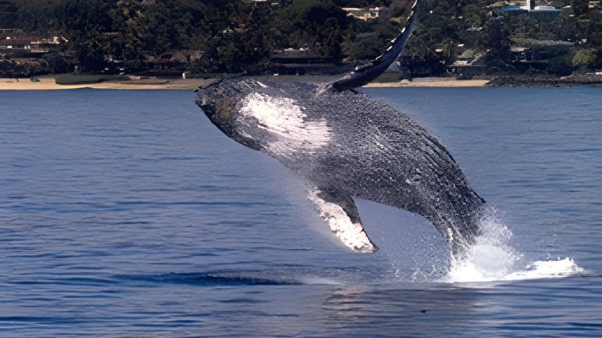 Whale Watching Cruise