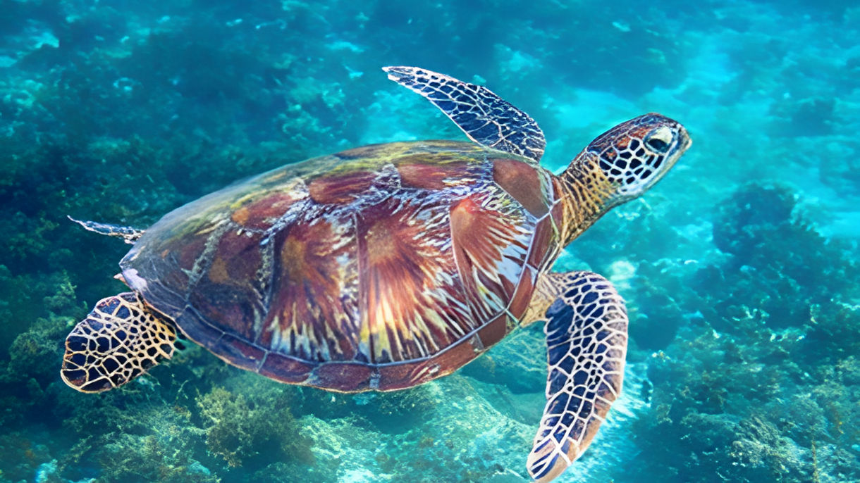 Waikiki Turtle Canyon Snorkel