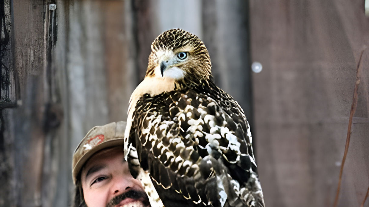 Alaska Raptors & Bald Eagle Foundation