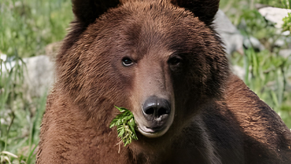 Alaska Nature & Wildlife Expedition