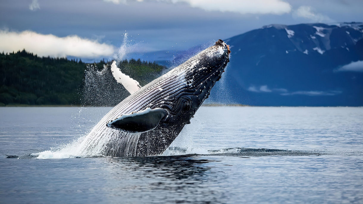 Whales & Lighthouse Tales