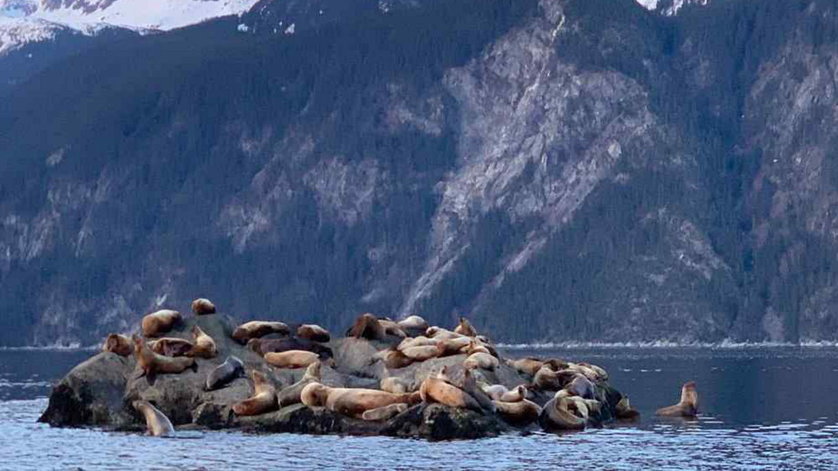 Waterfalls & Wildlife Scenic Cruise