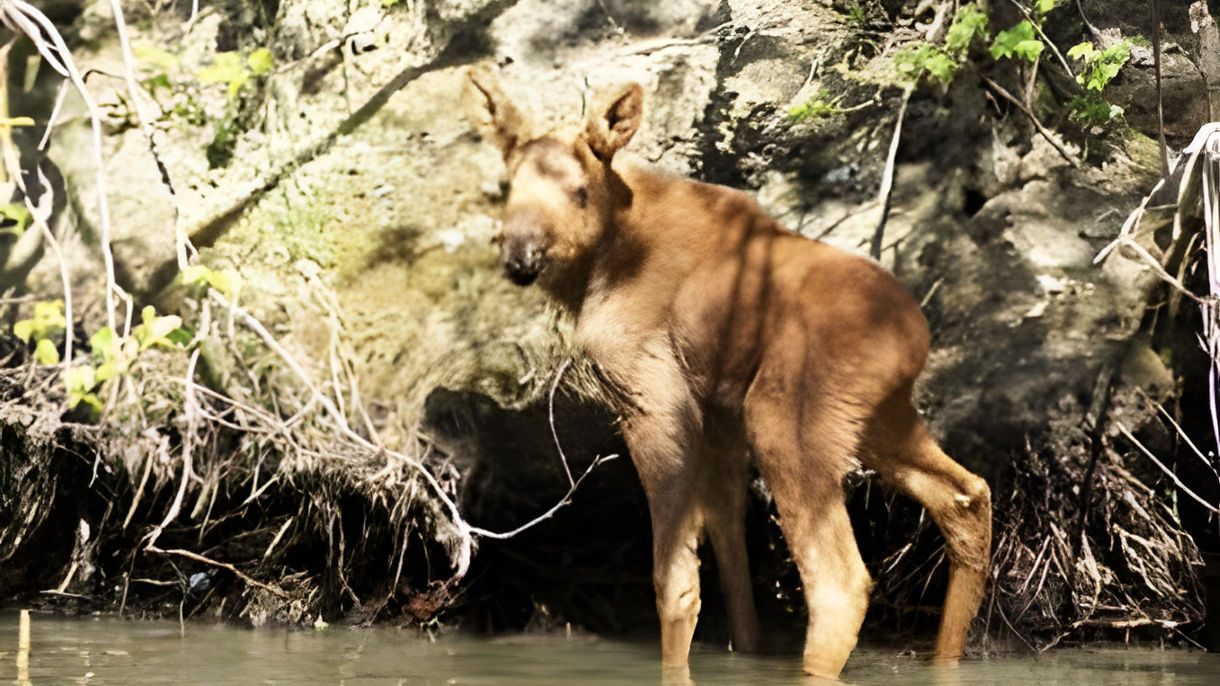 Haines Wilderness River Adventure