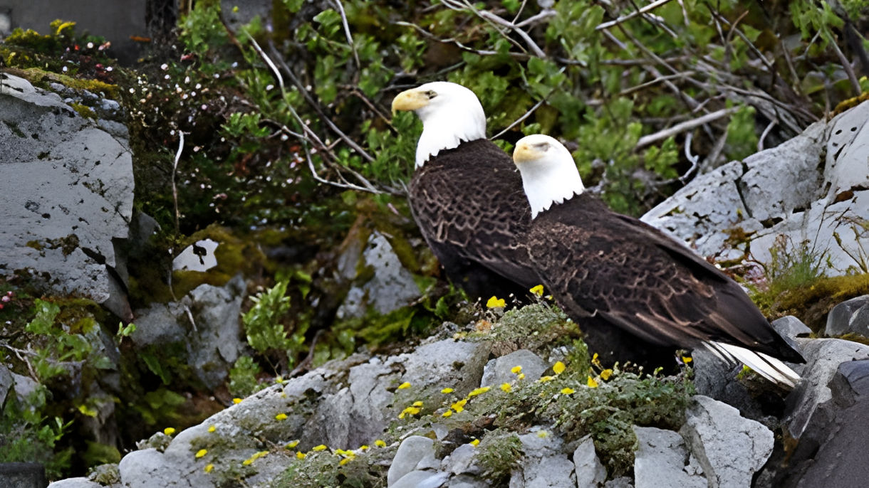 Alaska Wildlife Canoe Safari