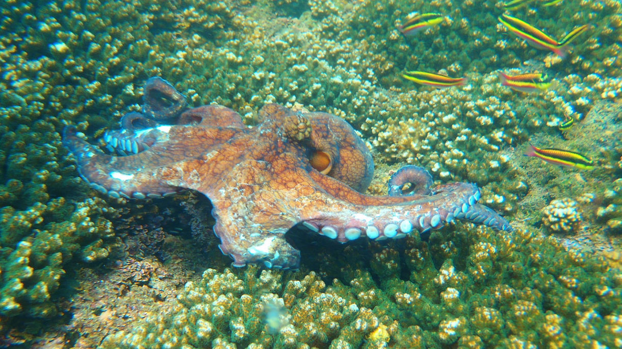 Huatulco Beach & Snorkel